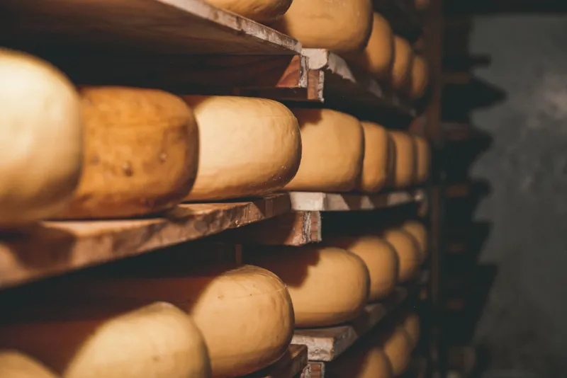 Mani, Sapere e Dedizione: I Protagonisti Umani della Filiera del Parmigiano Reggiano